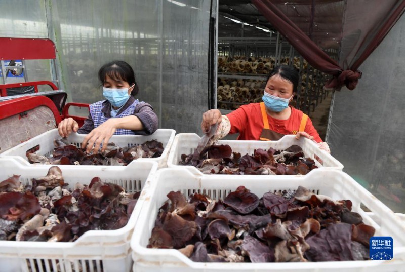 5月6日，在廣西東蘭貴隆生態(tài)農(nóng)業(yè)科技有限公司食用菌產(chǎn)業(yè)園，工人分揀剛采摘的食用菌。